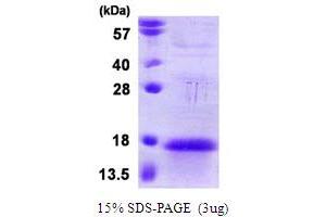 SDS-PAGE (SDS) image for Anaphase Promoting Complex Subunit 13 (ANAPC13) (AA 1-74) protein (T7 tag) (ABIN667674)