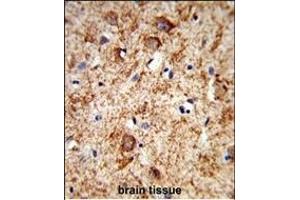 Formalin-fixed and paraffin-embedded human brain tissue reacted with PNOC Antibody (Center), which was peroxidase-conjugated to the secondary antibody, followed by DAB staining. (PNOC antibody  (AA 126-151))