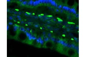 IF analysis of Cd79a using anti-Cd79a antibody (ABIN7601110). (CD79a antibody  (AA 29-220))