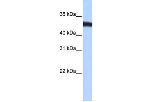 WB Suggested Anti-ZNF486 Antibody Titration:  0.