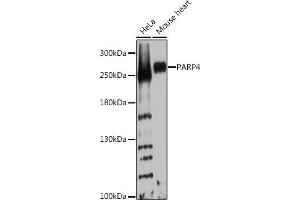 Western blot analysis of extracts of various cell lines, using P Rabbit pAb  at 1:1000 dilution. (PARP4 antibody  (AA 1-300))