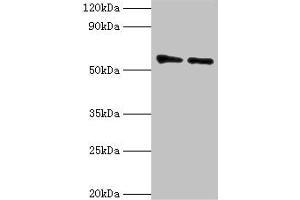 Western blot All lanes: OXCT1 antibody at 8 μg/mL Lane 1: Mouse heart tissue Lane 2: Mouse kidney tissue Secondary Goat polyclonal to rabbit IgG at 1/10000 dilution Predicted band size: 57, 14 kDa Observed band size: 57 kDa