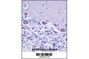 KDELR2 Antibody immunohistochemistry analysis in formalin fixed and paraffin embedded human cerebellum tissue followed by peroxidase conjugation of the secondary antibody and DAB staining.