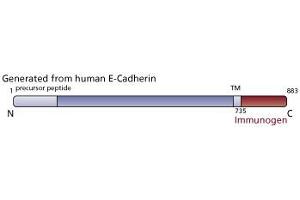 Image no. 2 for anti-Cadherin 1, Type 1, E-Cadherin (Epithelial) (CDH1) (AA 735-883) antibody (ABIN967949) (E-cadherin antibody  (AA 735-883))