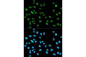 Immunofluorescence (IF) image for anti-Retinoblastoma Binding Protein 4 (RBBP4) antibody (ABIN2989757)