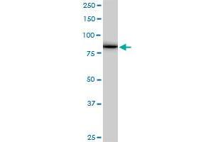 AKAP8 MaxPab polyclonal antibody. (AKAP8 antibody  (AA 1-692))