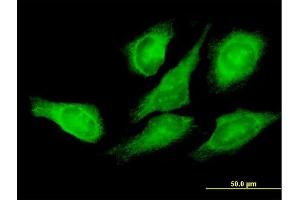 Immunofluorescence of purified MaxPab antibody to EEF1G on HeLa cell. (EEF1G antibody  (AA 1-437))