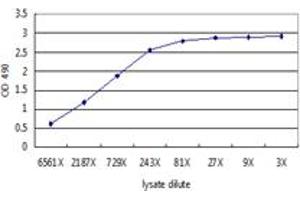 Sandwich ELISA detection sensitivity ranging from approximately 10 ng/mL to 100 ng/mL dilution of the AFP 293T overexpression lysate (non-denatured).
