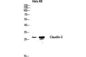Western Blot (WB) analysis of HeLa KB lysis using Claudin-3 antibody. (Claudin 3 antibody  (Ser255))