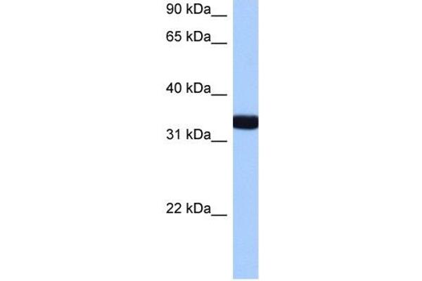 GTPase, IMAP Family Member 1 (GIMAP1) (N-Term) antibody