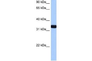 GIMAP1 antibody used at 0. (GTPase, IMAP Family Member 1 (GIMAP1) (N-Term) antibody)