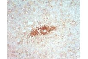 Rat testis tissue stained by rabbit Anti-Beta Defensin 8 (Mouse) Serum (DEFB108B antibody)