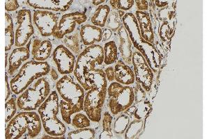 ABIN6278859 at 1/100 staining Mouse kidney tissue by IHC-P. (FGF16 antibody  (Internal Region))