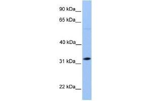 DNALI1 antibody used at 1 ug/ml to detect target protein.