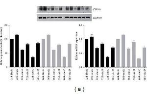 (a) Target site screening for CHI3L1 by western blot analysis and real-time RT-PCR in RAW264. (CHI3L1 antibody  (AA 301-383))