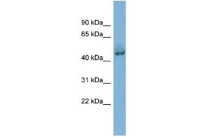 WB Suggested Anti-PYGO1  Antibody Titration: 0.