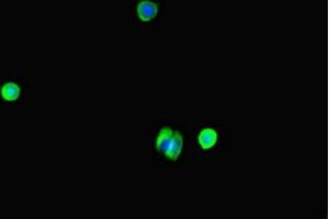 Immunofluorescent analysis of MCF-7 cells using ABIN7175867 at dilution of 1:100 and Alexa Fluor 488-congugated AffiniPure Goat Anti-Rabbit IgG(H+L) (WAC antibody  (AA 10-102))