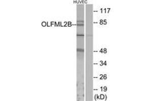 Western blot analysis of extracts from HuvEc cells, using OLFML2B Antibody. (OLFML2B antibody  (AA 171-220))