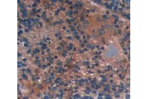 IHC-P analysis of Mouse Tissue, with DAB staining. (INPP4A antibody  (AA 1-137))