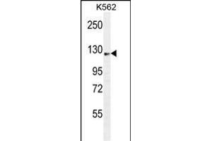 SS Antibody (C-term) (ABIN655046 and ABIN2844675) western blot analysis in K562 cell line lysates (35 μg/lane). (AASS antibody  (C-Term))