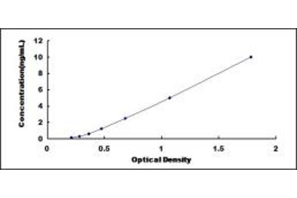 XBP1 ELISA Kit