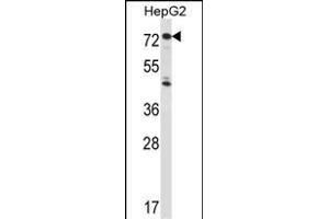 IL1R1 Antibody (C-term) (ABIN657915 and ABIN2846862) western blot analysis in HepG2 cell line lysates (35 μg/lane). (IL1R1 antibody  (C-Term))