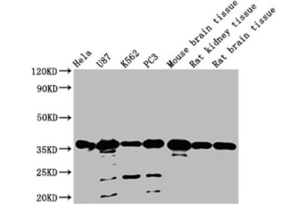 METRNL antibody  (AA 46-311)