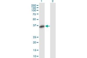 Western Blot analysis of FBXO32 expression in transfected 293T cell line by FBXO32 MaxPab polyclonal antibody. (FBXO32 antibody  (AA 1-355))