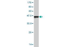 Western Blot detection against Immunogen (37. (IRF4 antibody  (AA 342-451))