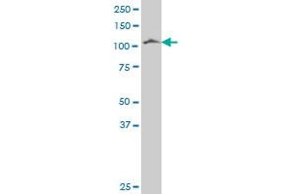 PCDH7 antibody  (AA 31-124)