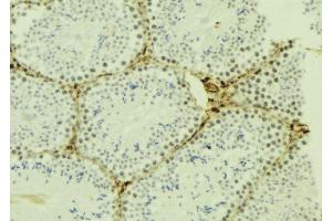ABIN6277023 at 1/100 staining Mouse testis tissue by IHC-P. (KPNA4 antibody  (C-Term))