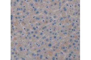IHC-P analysis of Mouse Tissue, with DAB staining. (Transferrin antibody  (AA 22-176))