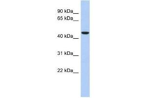 ZNF566 antibody used at 0. (ZNF566 antibody  (Middle Region))
