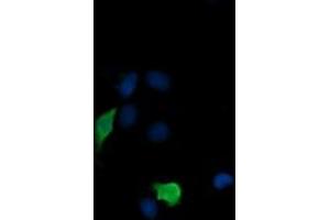 Image no. 3 for anti-Mitogen-Activated Protein Kinase Kinase 3 (MAP2K3) antibody (ABIN1499412) (MAP2K3 antibody)