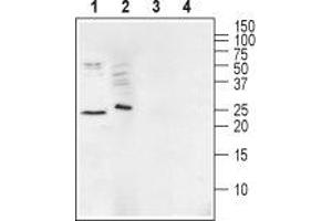 Western Blotting (WB) image for anti-Ephrin A1 (EFNA1) (AA 150-164), (Extracellular) antibody (ABIN7043128)
