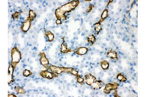 Anti- Aquaporin 1 Picoband antibody, IHC(P) IHC(P): Rat Kidney Tissue (Aquaporin 1 antibody  (C-Term))