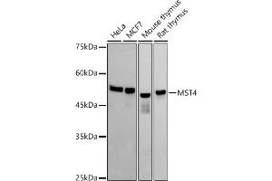 Western blot analysis of extracts of various cell lines, using MST4 antibody (ABIN7270230) at 1:1000 dilution. (STK26/MST4 antibody)
