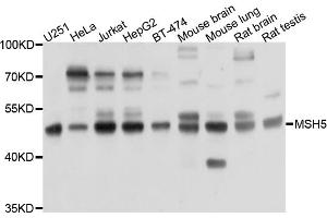 Western blot analysis of extracts of various cell lines, using PRKAR1B antibody (ABIN6003823) at 1/1000 dilution.