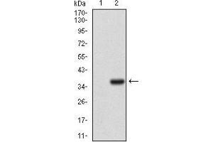 Western blot analysis using IL3RA mAb against HEK293 (1) and IL3RA (AA: 200-305)-hIgGFc transfected HEK293 (2) cell lysate.
