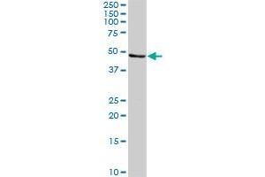 CALR3 MaxPab rabbit polyclonal antibody. (Calreticulin 3 antibody  (AA 1-384))