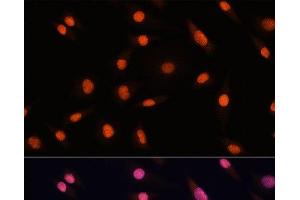 Immunofluorescence analysis of L929 cells using CHD4 Polyclonal Antibody at dilution of 1:100. (CHD4 antibody)