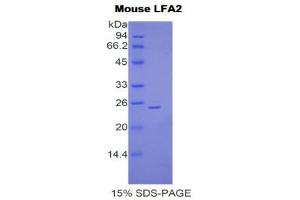 SDS-PAGE (SDS) image for CD2 (CD2) (AA 23-203) protein (His tag) (ABIN2121562) (CD2 Protein (CD2) (AA 23-203) (His tag))