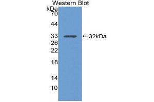 Western Blotting (WB) image for anti-Integrin alpha 1 (ITGA1) (AA 125-366) antibody (ABIN1868763) (Integrin alpha 1 antibody  (AA 125-366))