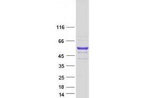 GLUD2 Protein (Myc-DYKDDDDK Tag)