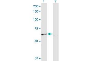 Western Blot analysis of SLC40A1 expression in transfected 293T cell line by SLC40A1 MaxPab polyclonal antibody. (SLC40A1 antibody  (AA 1-571))