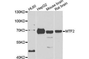 Western blot analysis of extracts of various cell lines, using MTF2 antibody. (MTF2 antibody  (AA 1-190))