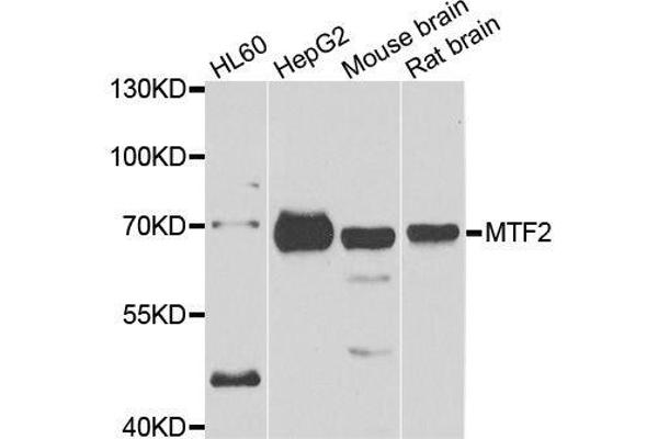 MTF2 Antikörper  (AA 1-190)