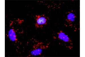 Proximity Ligation Analysis of protein-protein interactions between CDK4 and CDKN1B. (CDK4 antibody  (AA 1-303))