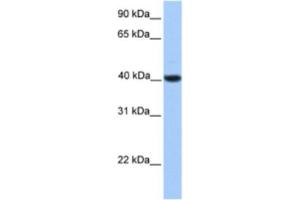 Western Blotting (WB) image for anti-Nuclear Receptor Subfamily 2, Group F, Member 2 (NR2F2) antibody (ABIN2463822) (NR2F2 antibody)