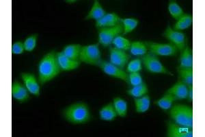 Immunofluorescence staining of Hela cells with ABIN7152094 at 1:166, counter-stained with DAPI. (ELF3 antibody  (AA 147-371))